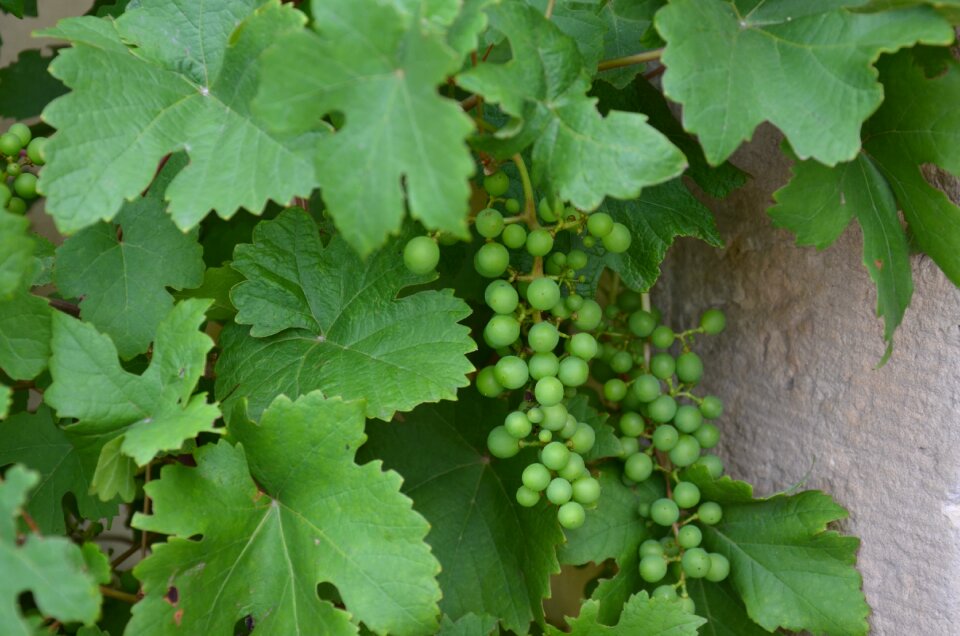 Wine grapes winegrowing