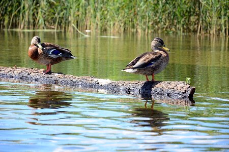 Water birds water the wild duck