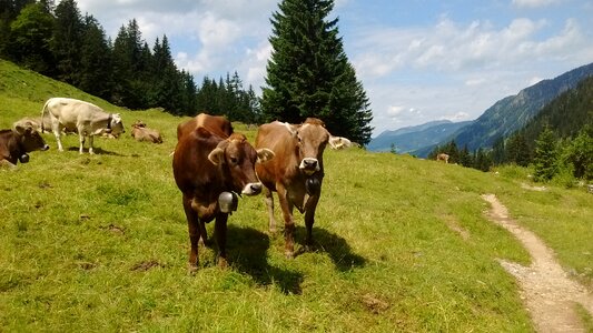Beef cattle mountains