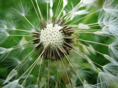 Close up blow meadow photo