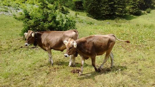 Beef cattle mountains