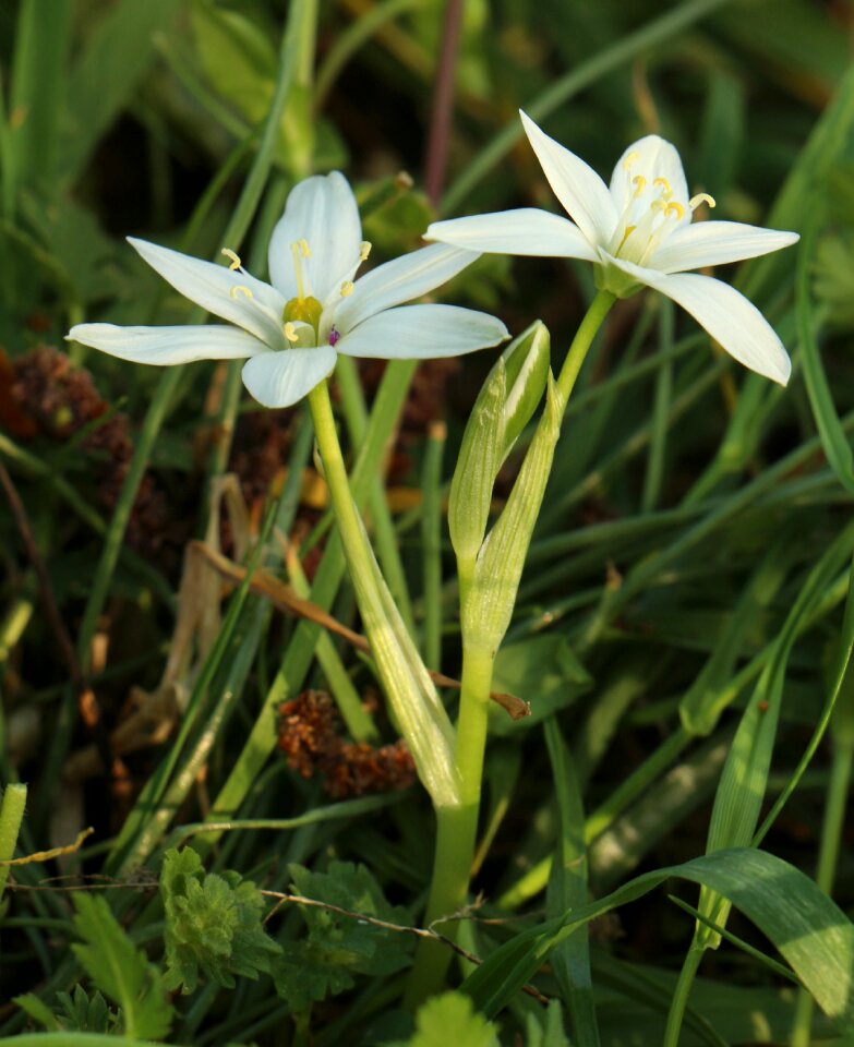 Spring flower spring nature
