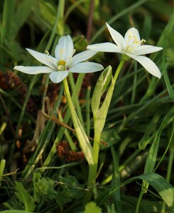 Spring flower spring nature