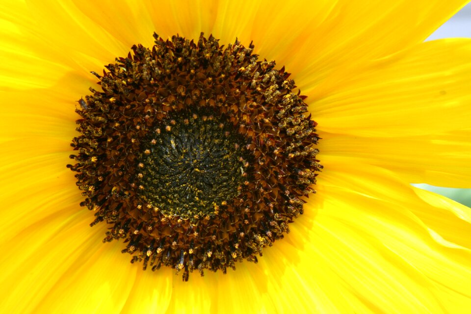 Yellow bloom macro