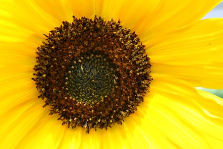 Yellow bloom macro