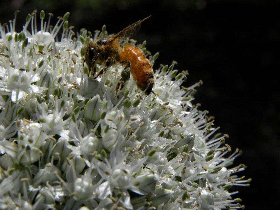 White wildlife botany