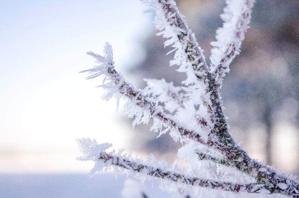 Snow crystals snow crystals