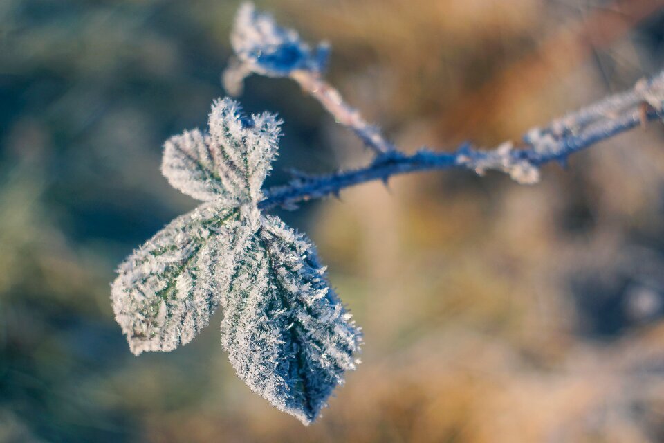 Hard rime frozen leaf ice crystals