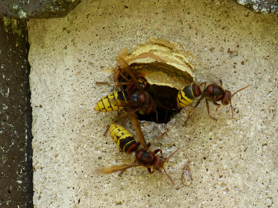 Insect wasp vespidae