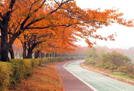 Fall road in autumn fall trail
