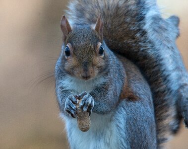 Nuts peanuts fluffy