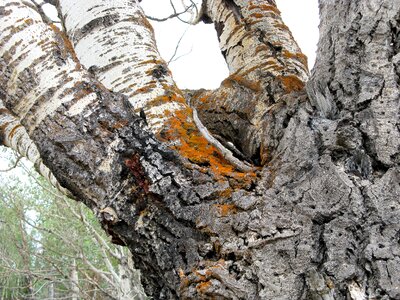 Nature forest bark
