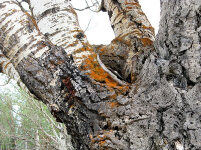 Nature forest bark photo