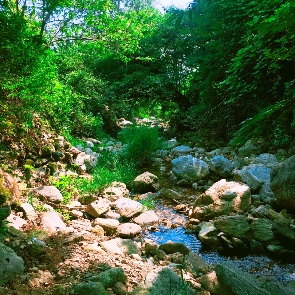 Forest wood scenery