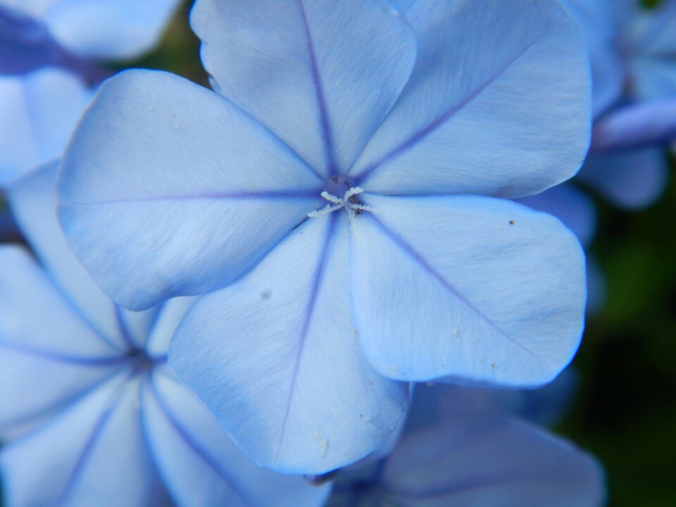 Bloom close up nature