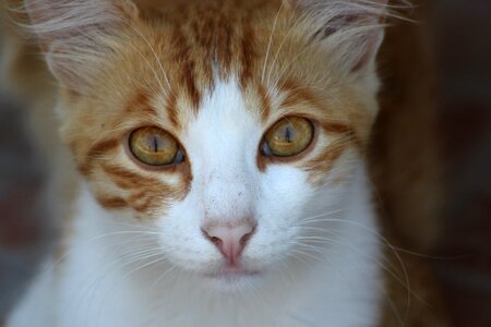 Scott alley cat orange cat photo