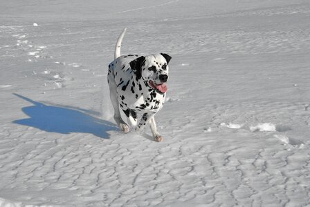 Snow pet animal photo