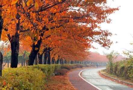 Park morning jogging