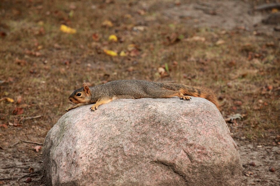 Nature laying down