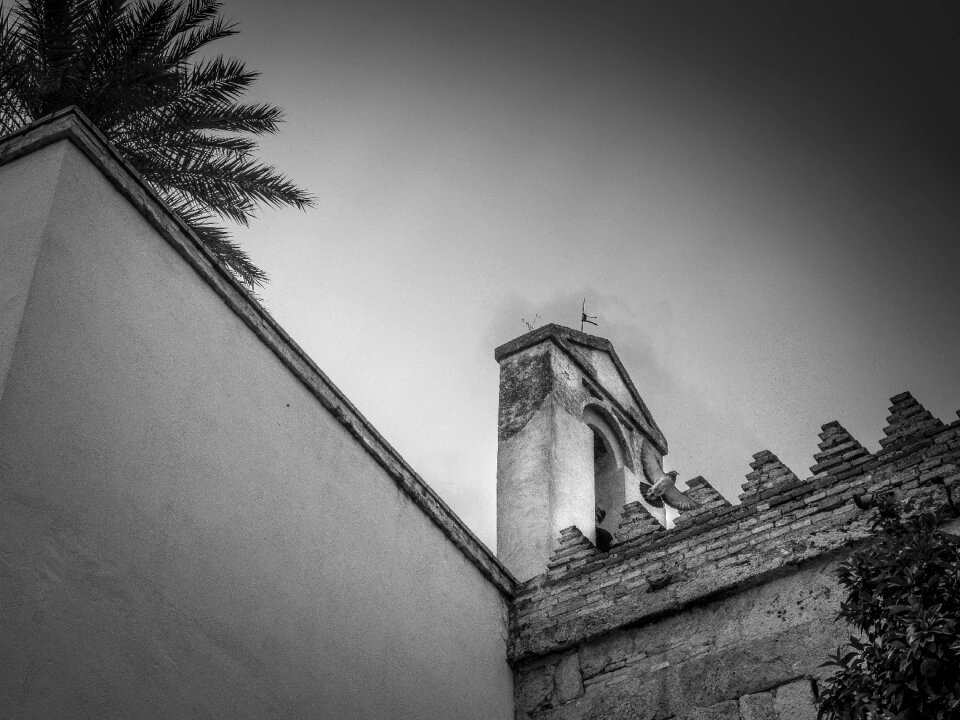 Crenellate cloudy birds
