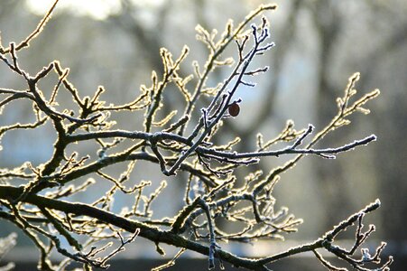 Frost covered branches sunlight