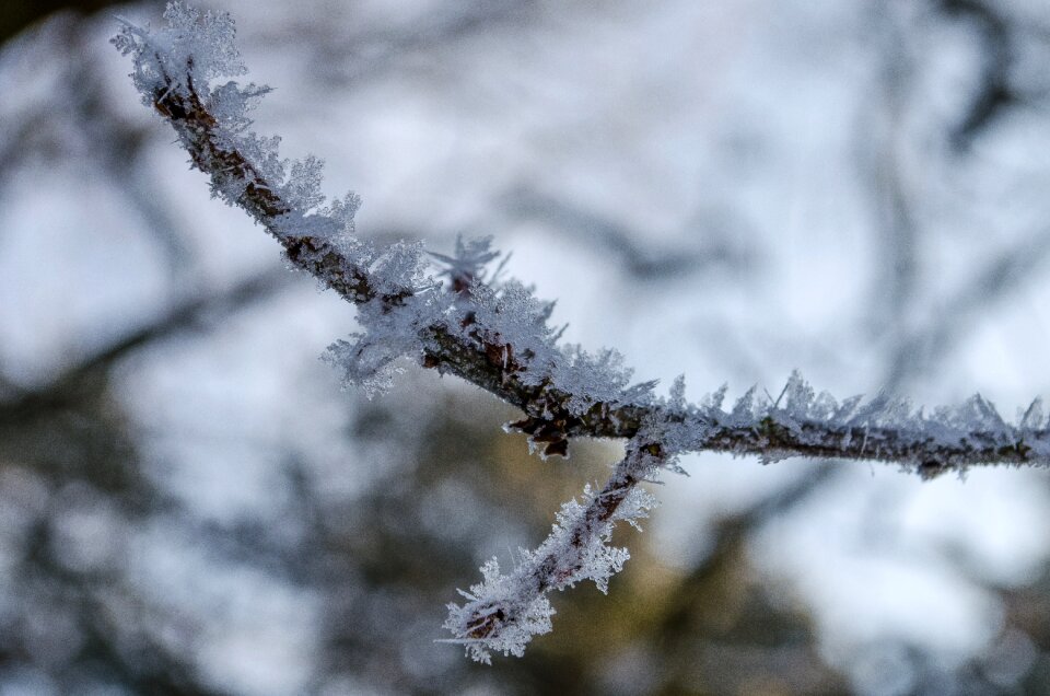 Snow crystals snow crystals photo