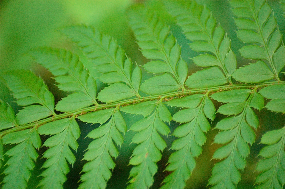 Plant green forest