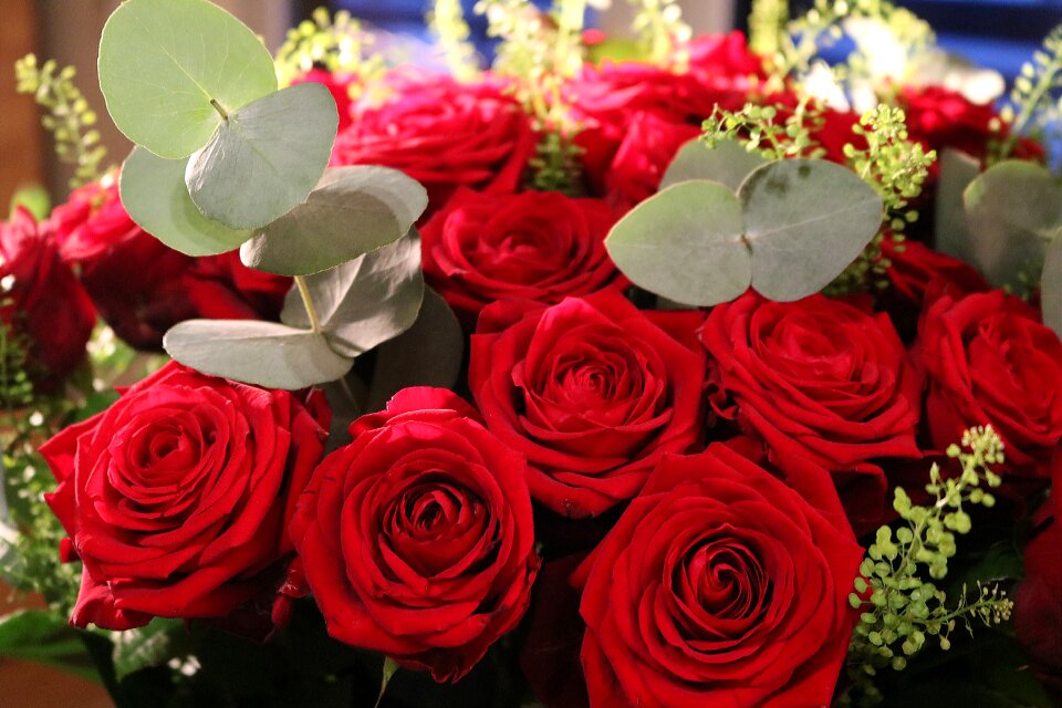 Red flowers red rose