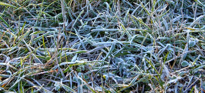 The sun freezers frosty