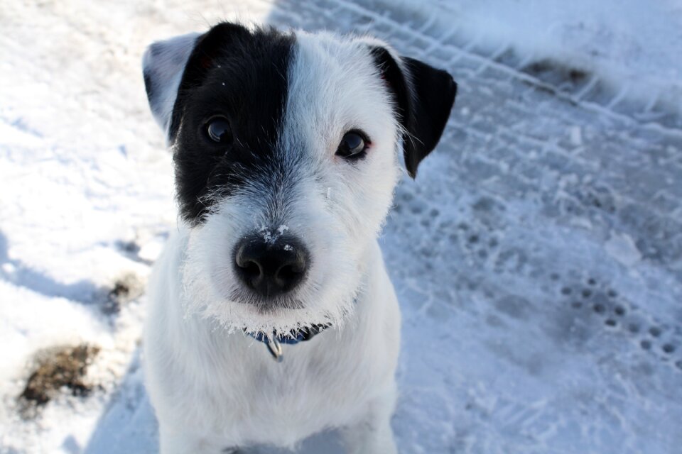 Animal black and white dog photo