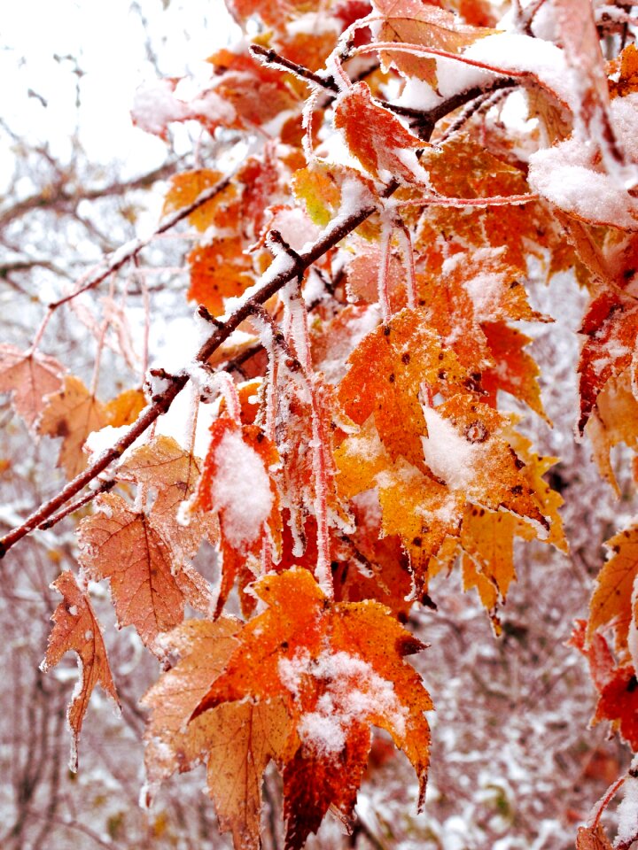 Captured fall
