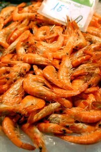 Shellfish fish shell