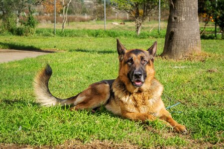 Outdoor shepherd german photo