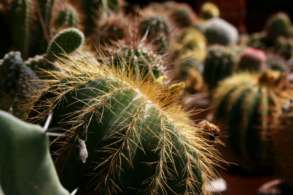 Cactus plants with needles prickly plants