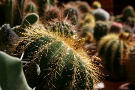 Cactus plants with needles prickly plants