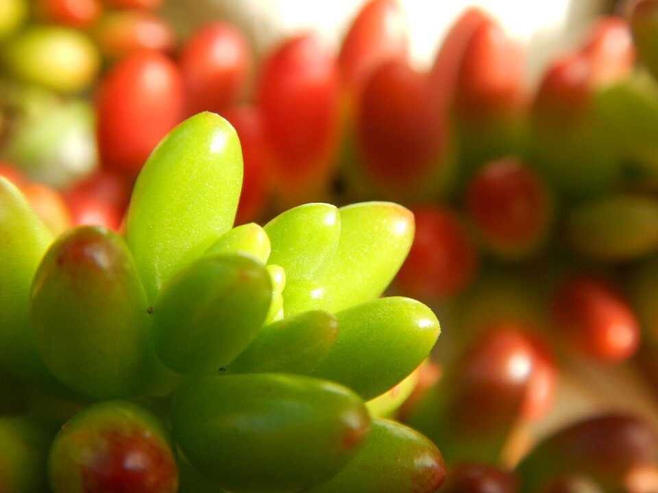 Tropical flora nature