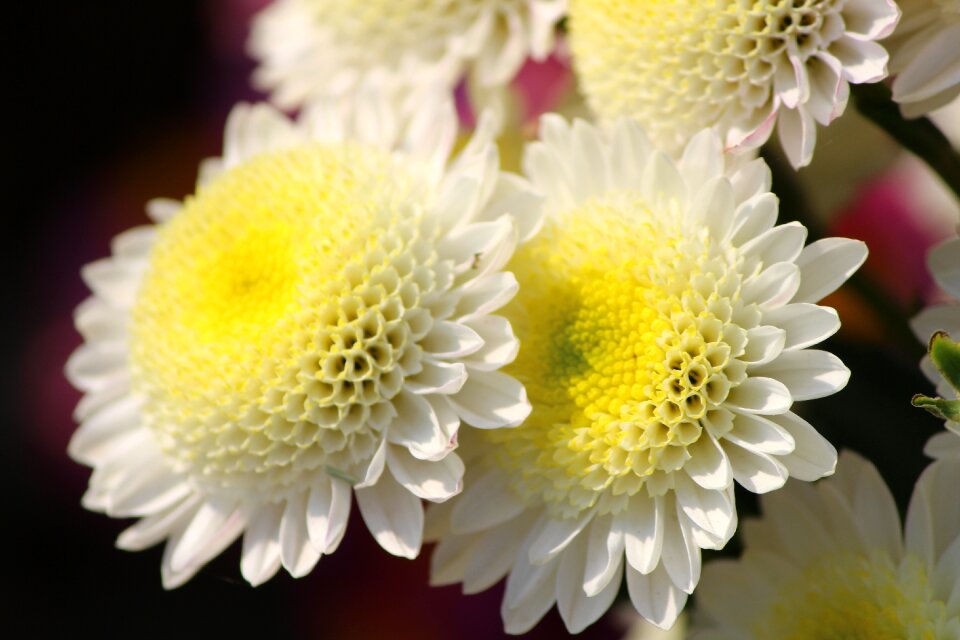 Macro floriade close-up