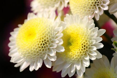Macro floriade close-up photo