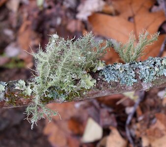 Cyanobacteria fungi nature photo