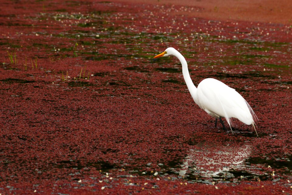 Naturaleza agua pántano