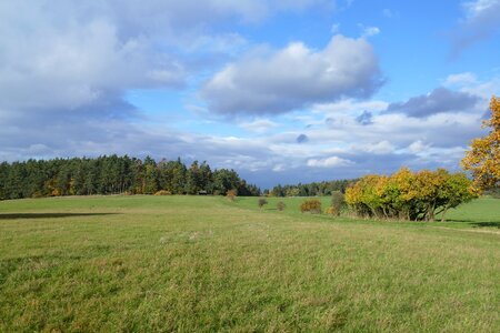 Forest deciduous trees clouds