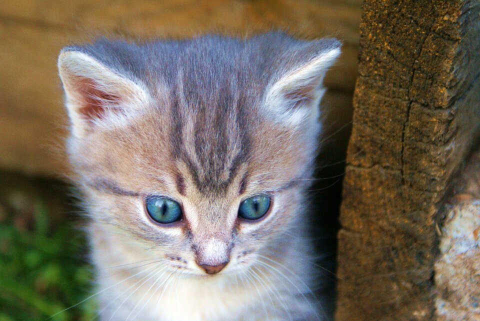Sorrow blue eyes pets