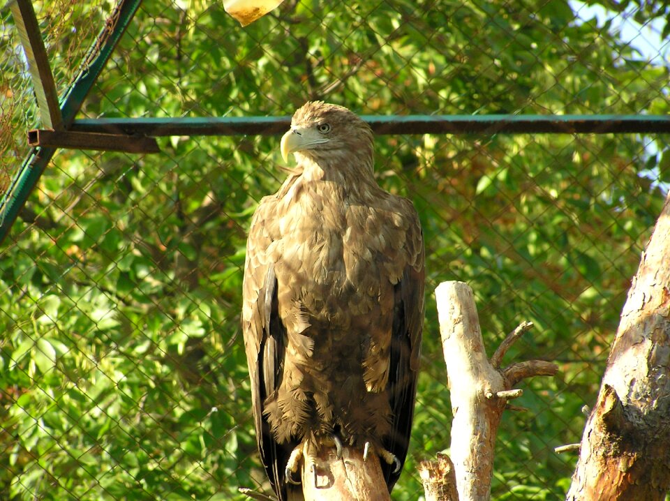 Summer birds beak