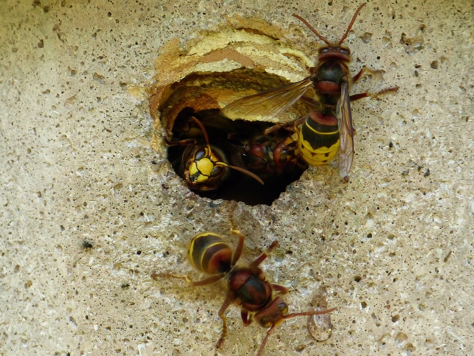 Insect wasp vespidae