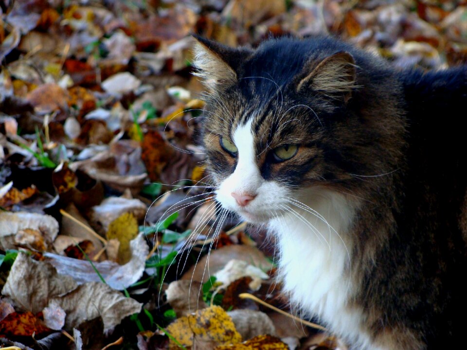 Animal portrait feline