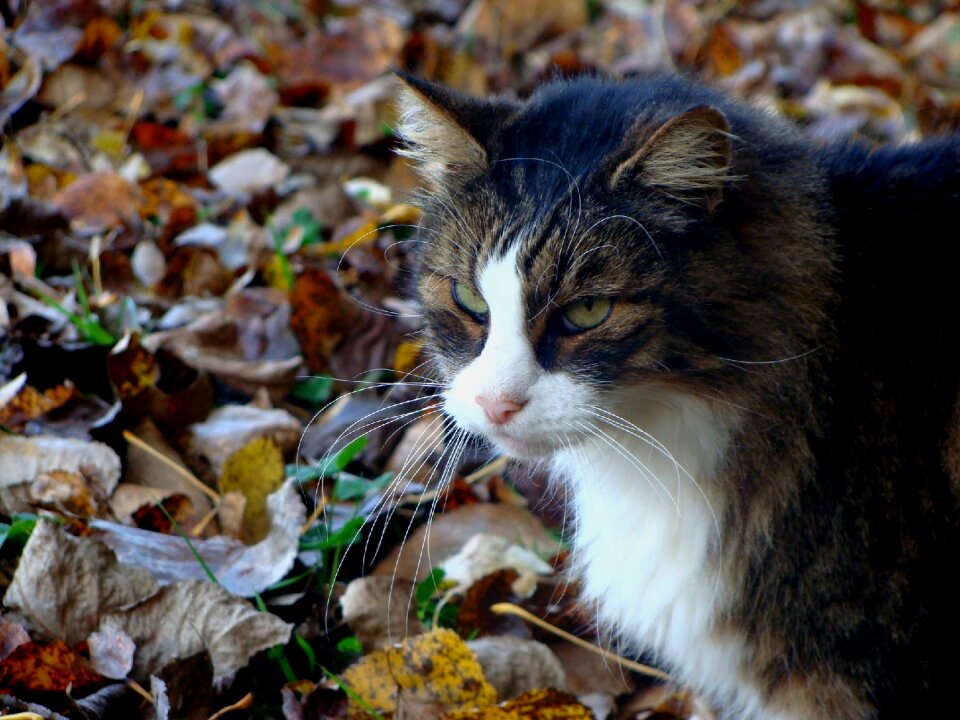 Animal portrait feline photo