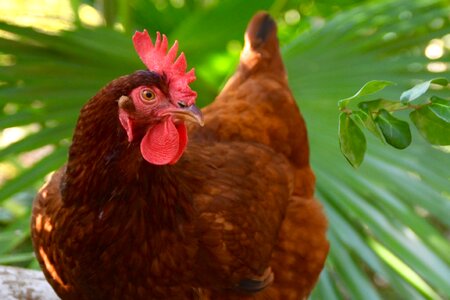 Poultry animal fowl photo