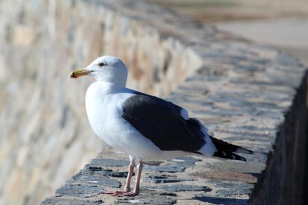 Waterfowl ave bird watching photo