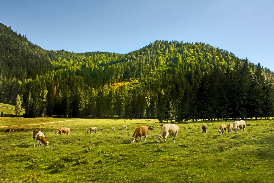Bavaria field graze