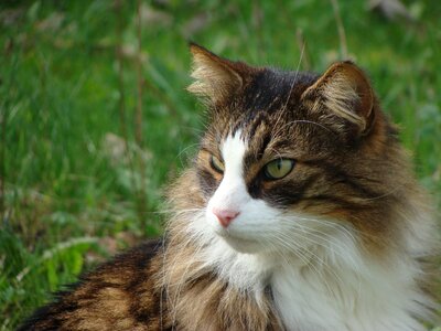 Feline domestic animal cat eyes